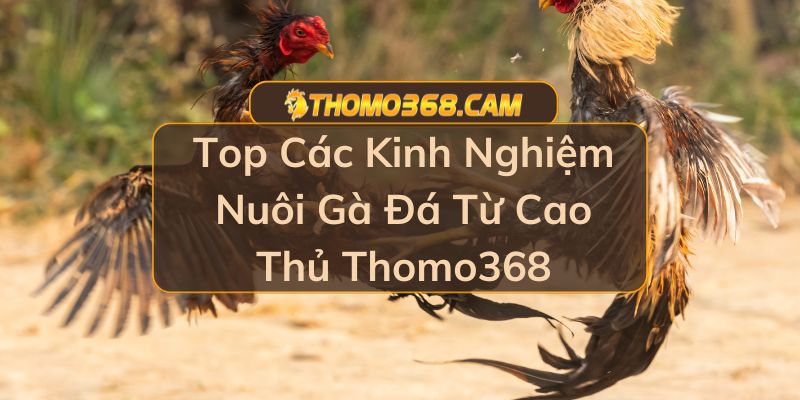 Kinh Nghiệm Nuôi Gà Đá