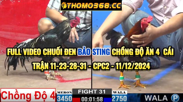 Chuối Đen Bảo Sting Chồng Độ 4 Cái